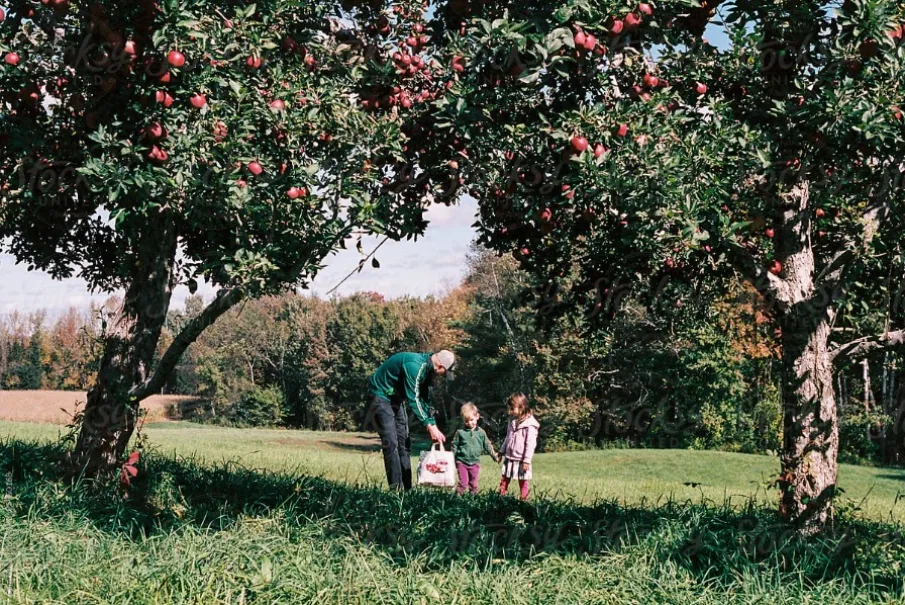 Family picking apples in orchard on sunny day